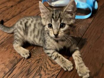 *Akebi -  Domestic Short Hair Cat for Adoption in Newnan, Georgia - *Akebi | PetCurious