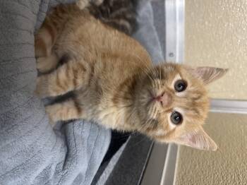 Rescue Domestic Short Hair Cats for Adoption in Tomah, Wisconsin - Clara | PetCurious