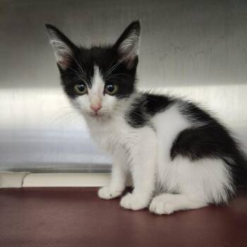 Microwave -  Domestic Short Hair Cat for Adoption in Fort Wayne, Indiana - Microwave | PetCurious