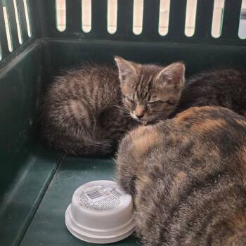 Corn -  Domestic Short Hair Cat for Adoption in Chattanooga, Tennessee - Corn | PetCurious