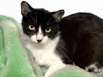 Domestic Short Hair Cats Available for Adoption in Fort Lauderdale, Florida - CAMERON | PetCurious