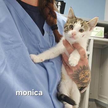Monica -  Domestic Short Hair Cat for Adoption in Oneonta, New York - Monica | PetCurious