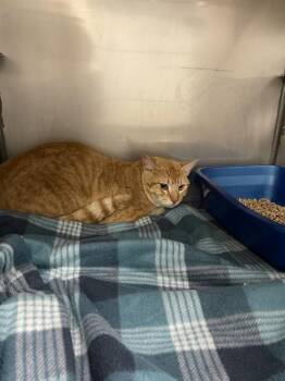 Domestic Short Hair Cats Available for Adoption - BARNABY | PetCurious