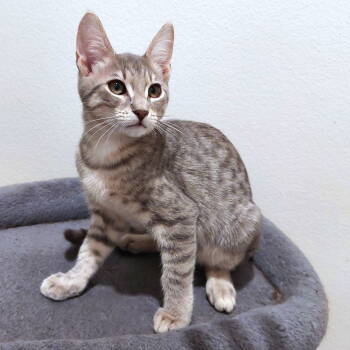 Rescue Domestic Short Hair Cats for Adoption in St. Cloud, Florida - Christopher | PetCurious