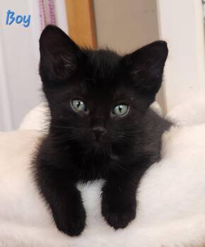 Sweet Kittens - Boys and Girls -  Domestic Short Hair Cat for Adoption in Temecula, California - Sweet Kittens - Boys And Girls | PetCurious