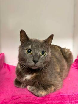 Violette -  Domestic Short Hair Cat for Adoption in Delson, Quebec - Violette | PetCurious