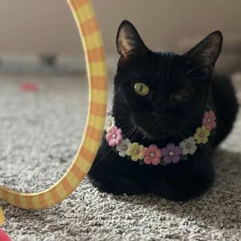 Raven -  Domestic Short Hair Cat for Adoption in Liverpool, Texas - Raven | PetCurious