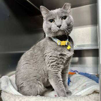 Domestic Short Hair Cats Available for Adoption in Union, Missouri - Storm Cloud LR 3 | PetCurious