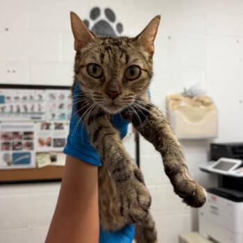 Mona -  Domestic Short Hair Cat for Adoption in Edinburg, Texas - Mona | PetCurious