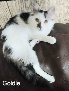 Goldie -  Domestic Medium Hair Cat for Adoption in San Jacinto, California - Goldie | PetCurious