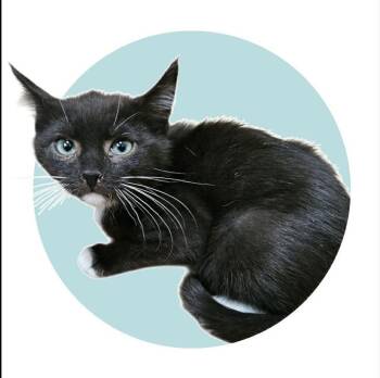 Domestic Short Hair Cats Available for Adoption in Albuquerque, New Mexico - Sterling | PetCurious