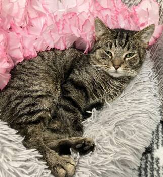 Tabby and Domestic Short Hair Cats Available for Adoption - Dion | PetCurious