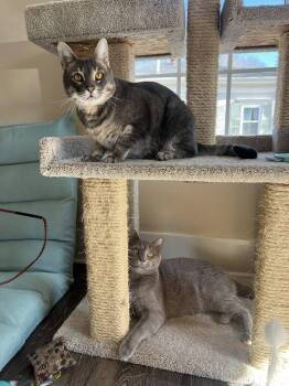 Domestic Short Hair and Tabby Cats Available for Adoption in Bath, Maine - Smokey & Deevo | PetCurious