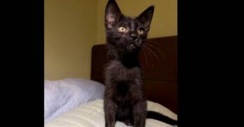 Chimuelo -  Domestic Short Hair Cat for Adoption in Dallas, Texas - Chimuelo | PetCurious