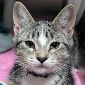 Vee -  Domestic Short Hair Cat for Adoption in Seattle, Washington - Vee | PetCurious