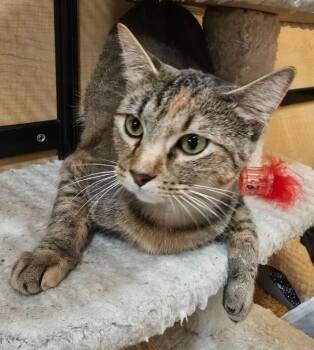 Karleigh -  Domestic Short Hair Cat for Adoption in Rowlett, Texas - Karleigh | PetCurious