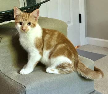 Koi -  Domestic Short Hair Cat for Adoption in Greensboro, North Carolina - Koi | PetCurious