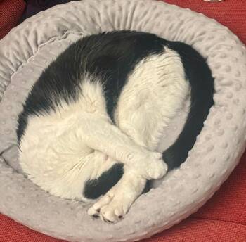 Domestic Short Hair Cats Available for Adoption in Minneapolis, Minnesota - Keisha | PetCurious
