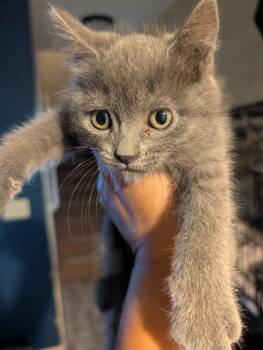 Russian Blue and Domestic Short Hair Cats Available for Adoption - Skyy | PetCurious