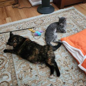Luna D -  Domestic Short Hair Cat for Adoption in Baltimore, Maryland - Luna D | PetCurious