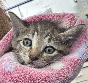 Rescue Domestic Short Hair Cats for Adoption in Dallas, Texas - CLIFFORD | PetCurious