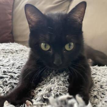 Domestic Short Hair Cats Available for Adoption in Evanston, Illinois - Druid | PetCurious