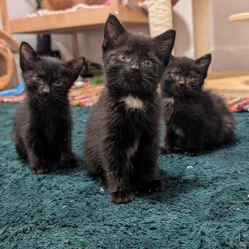 Pineapple 3 -  Domestic Short Hair Cat for Adoption - Pineapple 3 | PetCurious