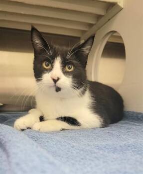 Domestic Short Hair Cats Available for Adoption - PINA COLADA | PetCurious