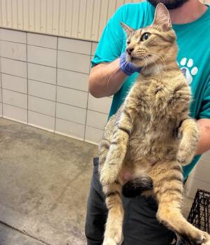 Sphinx -  Domestic Short Hair Cat for Adoption in Bossier City, Louisiana - Sphinx | PetCurious