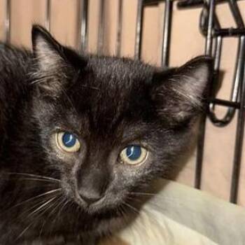 Winnie The Pooh -  Domestic Medium Hair Cat for Adoption in New York, New York - Winnie The Pooh | PetCurious