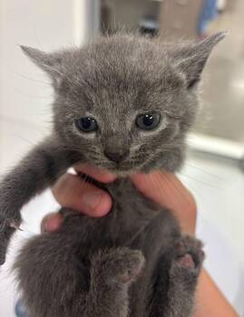 Rescue Domestic Short Hair Cats for Adoption in Greenfield, Indiana - Dopey | PetCurious