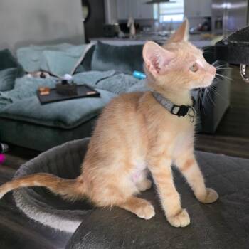 May -  Domestic Medium Hair Cat for Adoption in Fort Worth, Texas - May | PetCurious