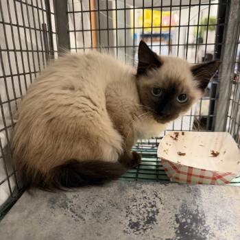 Boots -  Domestic Medium Hair Cat for Adoption in Mt. Juliet, Tennessee - Boots | PetCurious