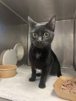 ButterCup -  Domestic Short Hair Cat for Adoption in Gainesville, Florida - ButterCup | PetCurious