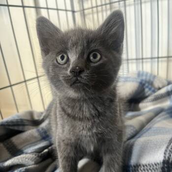 Rescue Domestic Short Hair Cats for Adoption in Woodstock, Virginia - Silas Sites | PetCurious