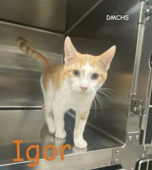 Rescue Domestic Short Hair Cats for Adoption in Burlington, Iowa - Igor | PetCurious