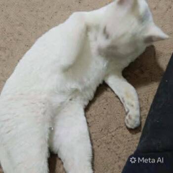 Sahlab -  Exotic Shorthair Cat for Adoption in Wolcott, Connecticut - Sahlab | PetCurious