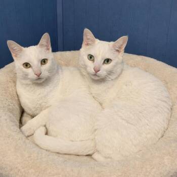 Domestic Short Hair Cats Available for Adoption - Paige & Cain ** DeClawed ** | PetCurious
