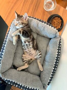 PeePaw Melvin -  Domestic Short Hair Cat for Adoption in Tucson, Arizona - PeePaw Melvin | PetCurious