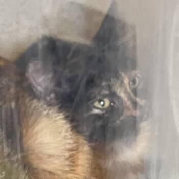 pipsqueek -  Domestic Short Hair Cat for Adoption in Philadelphia, Pennsylvania - Pipsqueek | PetCurious