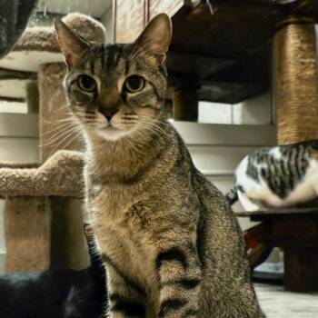 Rescue Domestic Short Hair Cats for Adoption in Granby, Missouri - Buddy | PetCurious