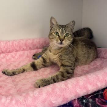Domestic Short Hair Cats Available for Adoption in Port Richey, Florida - Daffodil | PetCurious
