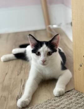 Rescue Domestic Short Hair Cats for Adoption in Temple, Pennsylvania - Benson | PetCurious