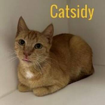 Rescue Domestic Short Hair Cats for Adoption in Pleasantville, New Jersey - Catsidy | PetCurious