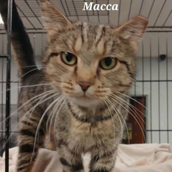 Rescue Domestic Short Hair Cats for Adoption in Richmond, Indiana - Macca | PetCurious