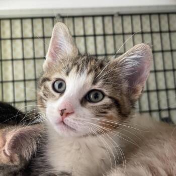 Domestic Short Hair Cats Available for Adoption in Chicago, Illinois - Reid Wiseman | PetCurious