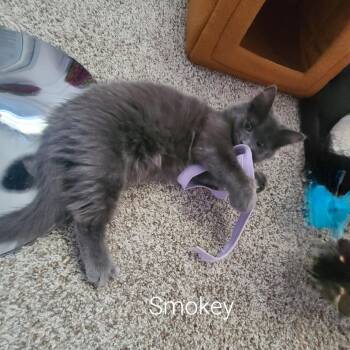 Rescue Domestic Long Hair Cats for Adoption in Pitman, New Jersey - Smokey | PetCurious