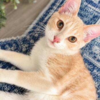 Mango -  Domestic Short Hair Cat for Adoption in Coachella, California - Mango | PetCurious