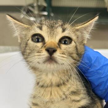 108676 -  Domestic Short Hair Cat for Adoption in Las Cruces, New Mexico - 108676 | PetCurious