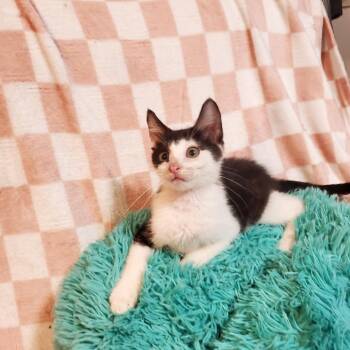 Silas -  Domestic Short Hair Cat for Adoption in Jefferson City, Tennessee - Silas | PetCurious